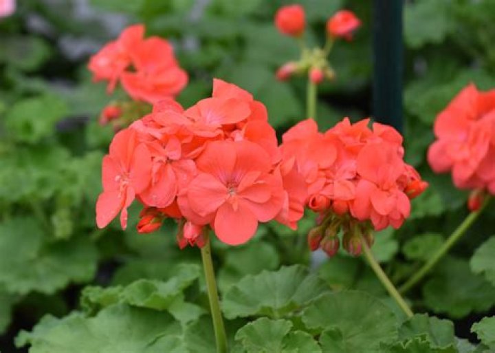 Geraniums come in red plus many new colors