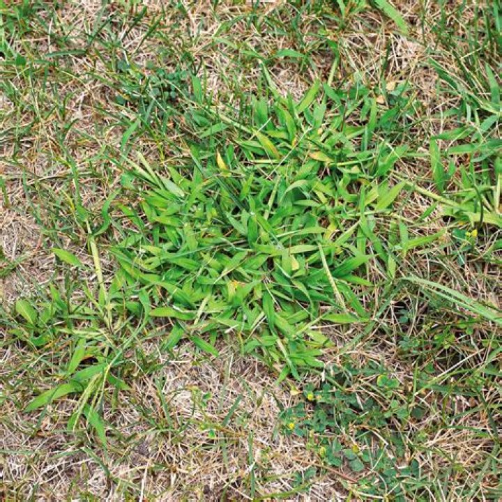 Get in front of lawn weed issues before spring