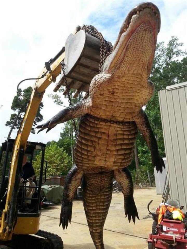 Giant 920-pound gator pulled from Alabama lake