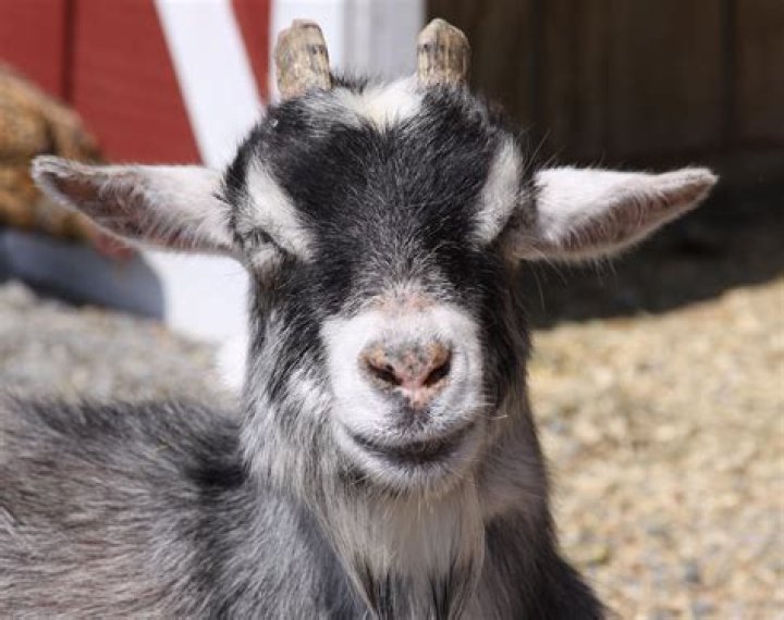 جميع ألقاب ومسميات ليونيل ميسي البرغوث وGOAT أهمها - بالجول