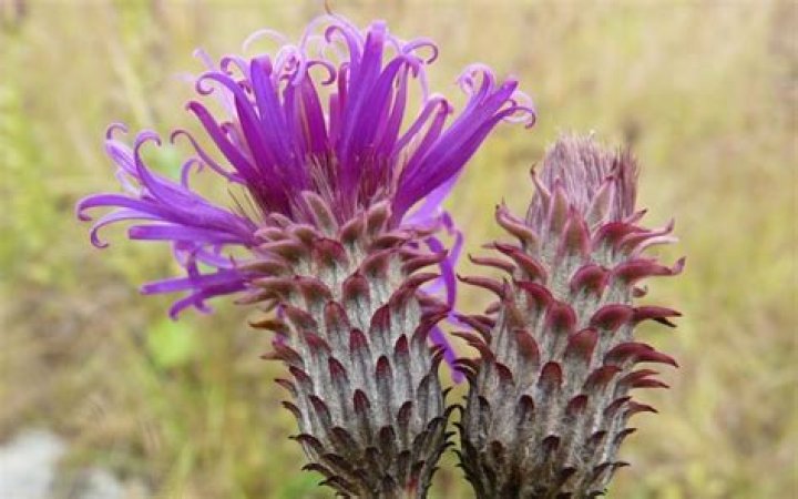 Guinea selects national flower for the first time with help from Kew Gardens