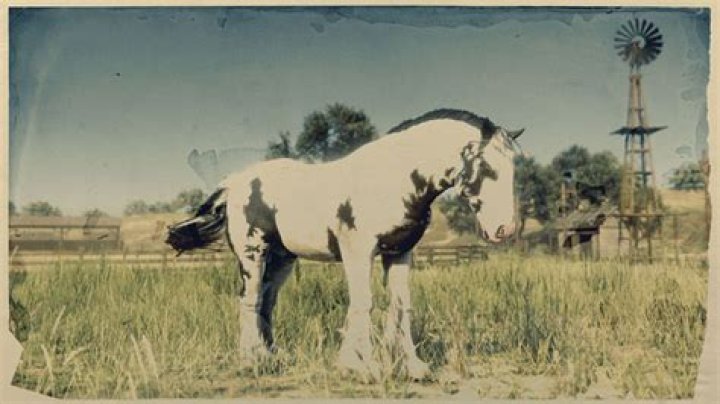 Gypsy Cob - Red Dead Online New Horse