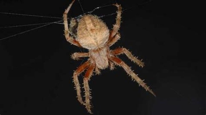 Hentz Orbweaver Vol. 2, No. 33