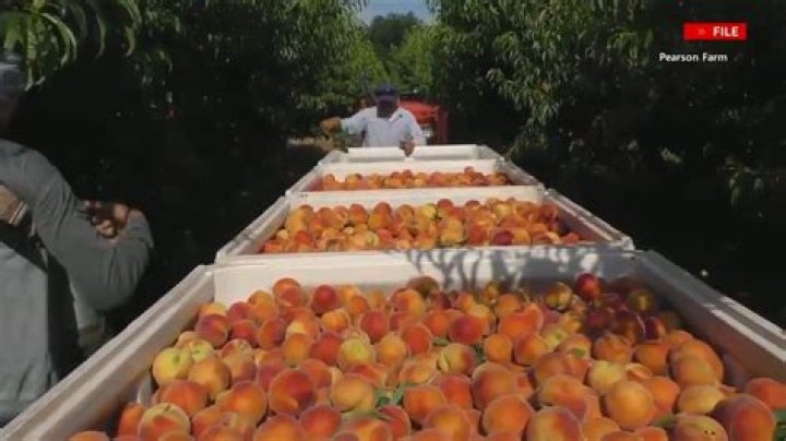 Here's why Georgia peach farmers are facing drastic crop loss