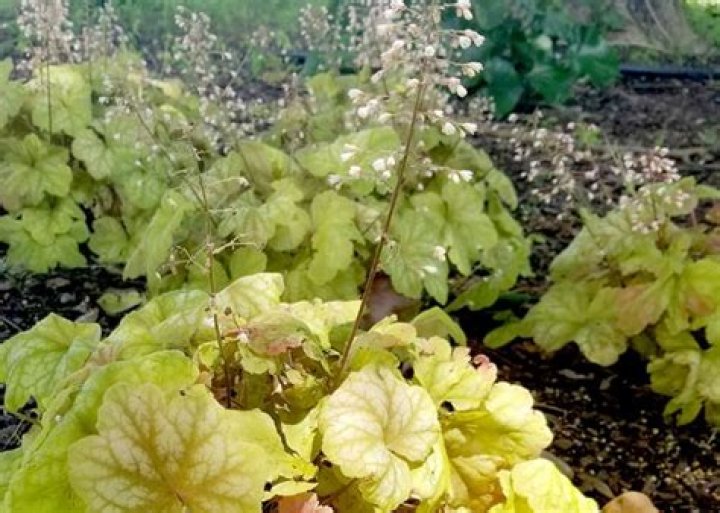 Heuchera varieties thrive in landscapes
