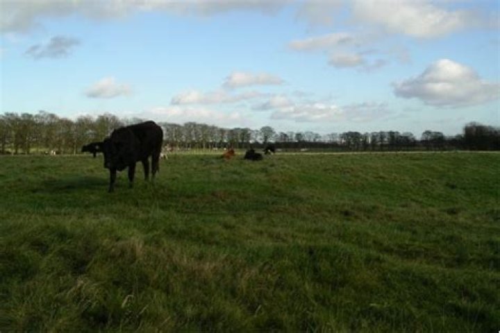 Hidden Histories: Town Moor | Wastes and Strays