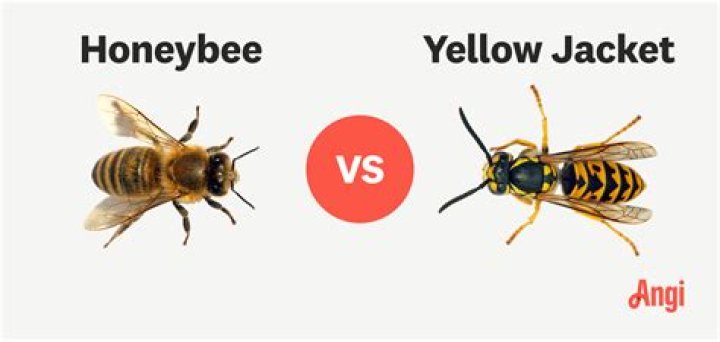 Honey bee vs. Yellow Jacket table