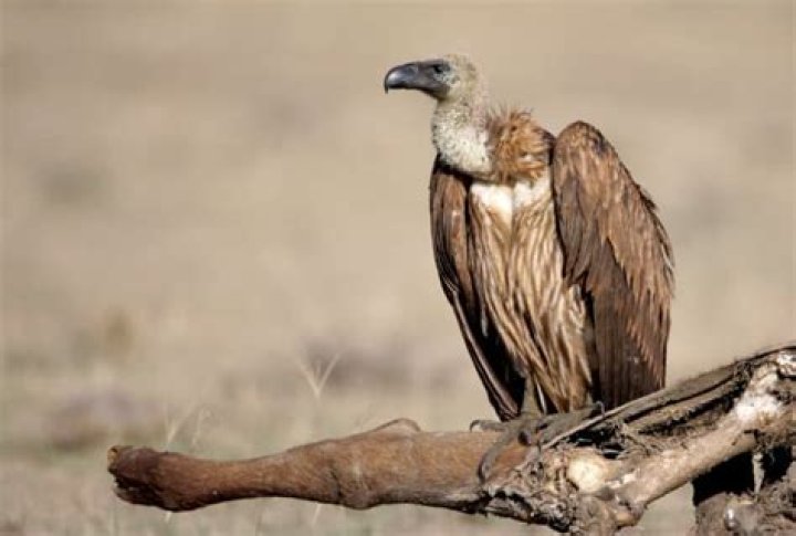 Horro - Vulture
