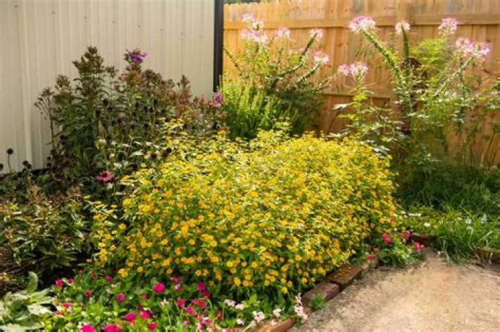 Hot summers are perfect for growing Melampodium
