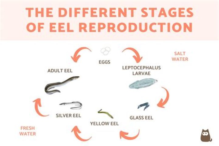 How Do Eels Reproduce?