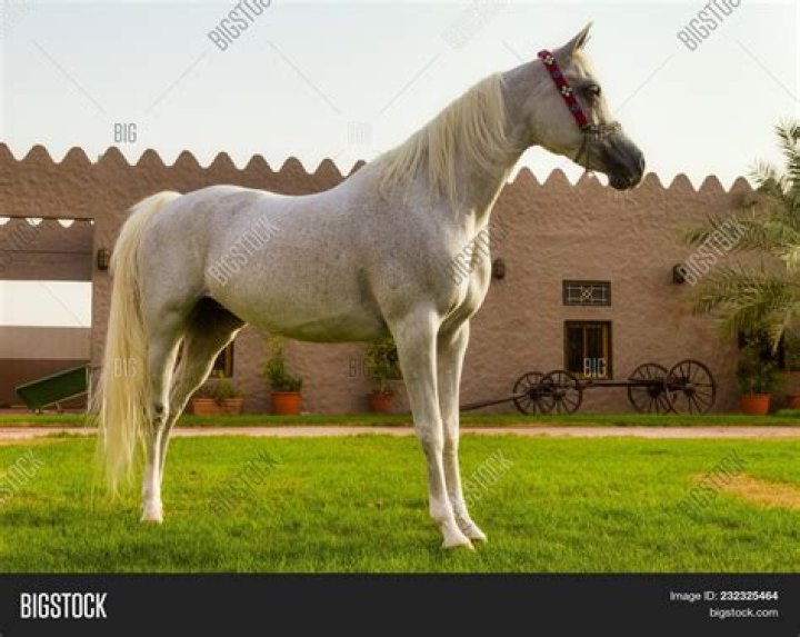 How do you calm a white Arabian horse?