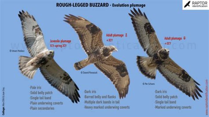 How long can a buzzard live?