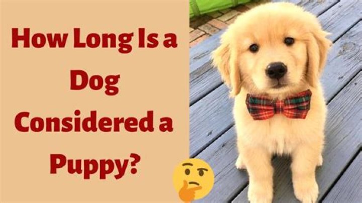 How long is a dog a puppy?