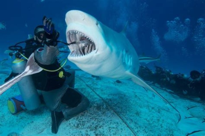 How Many Bull Sharks Have Been Found In Lake Michigan