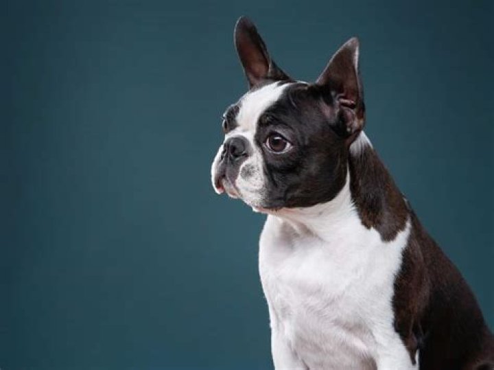 How Many Puppies Can A Boston Terrier Have At Once