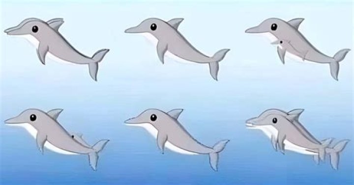 Illusion Optique : Pouvez-vous repérer tous les dauphins dans cette image époustouflante en 20 secondes ?