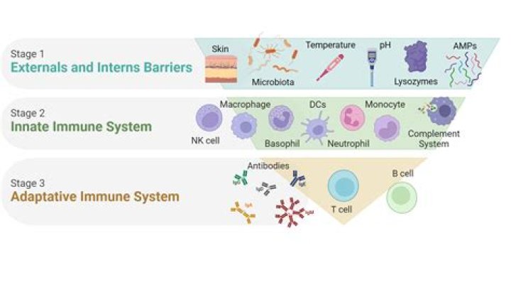 Immunity and Inflammation | Faculty of Medical Sciences