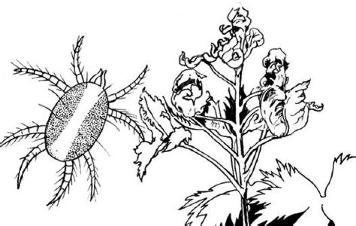 Insect Pests of Roses | Mississippi State University Extension Service