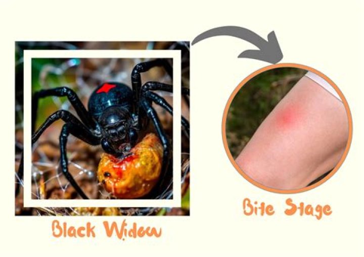 Is Black Widow a flop?