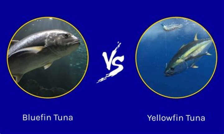 Is bluefin tuna more expensive than yellowfin?