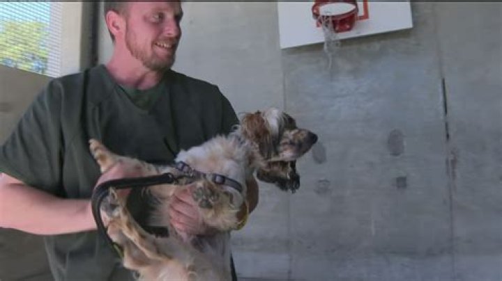 Jail dogs program suspended in Gwinnett County