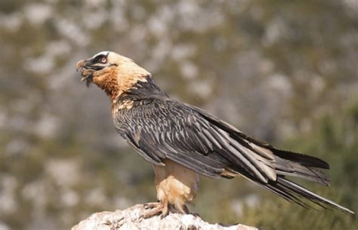 Jash - Vulture