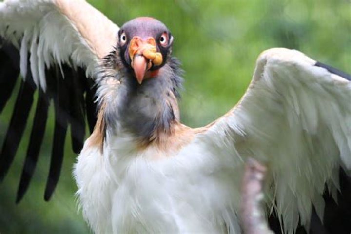King Von - Vulture