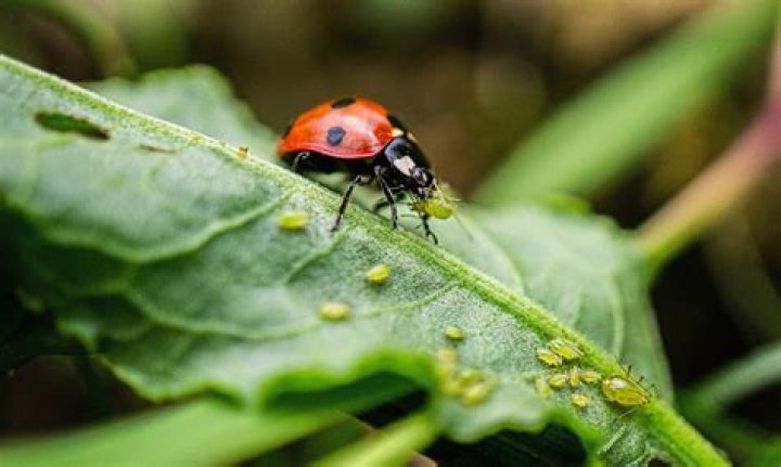 Ladybugs ready to come indoors