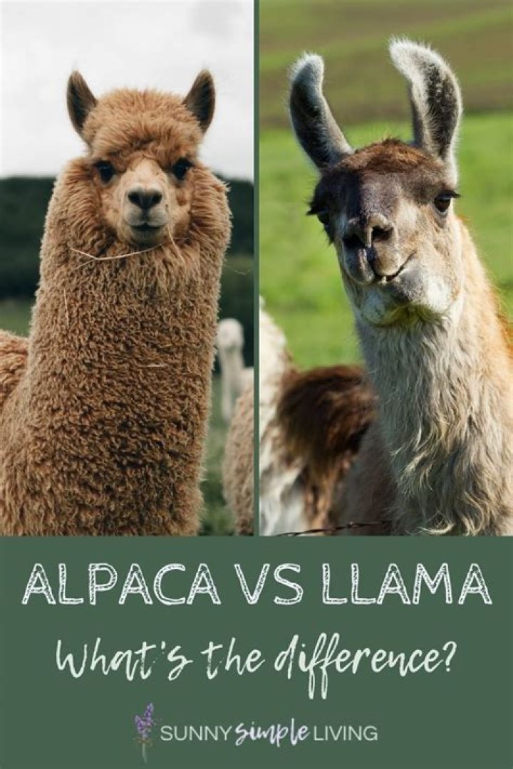 Llama vs Alpaca: What's The Difference?