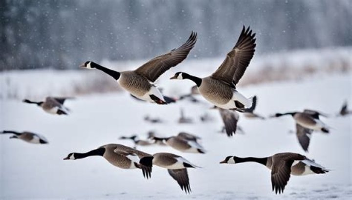 Many birds move to state for winter