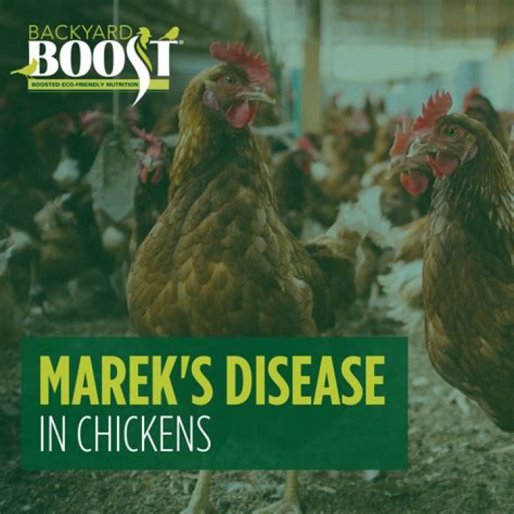Marek’s Disease in Backyard Chickens