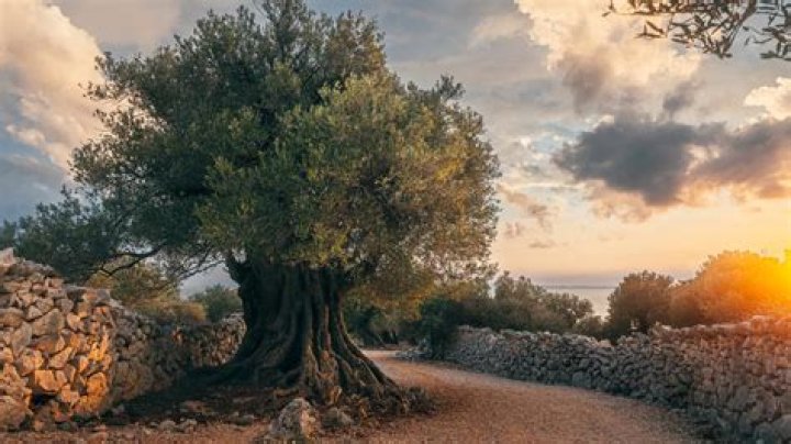 Meaning of Peter Gabriel’s Olive Tree