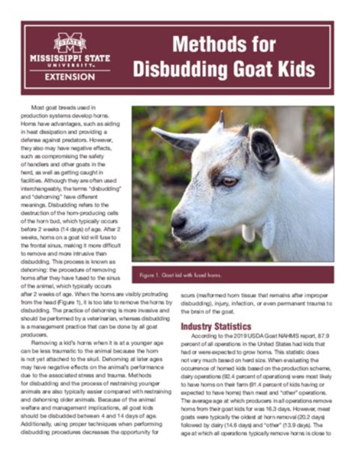 Methods for Disbudding Goat Kids