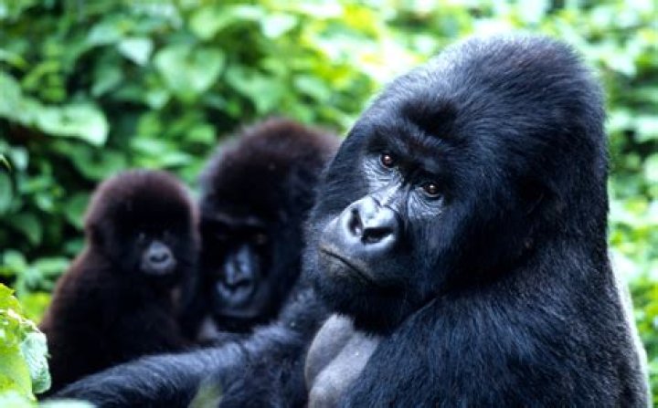 Mountain Gorilla Facts: Habitat, Population & More
