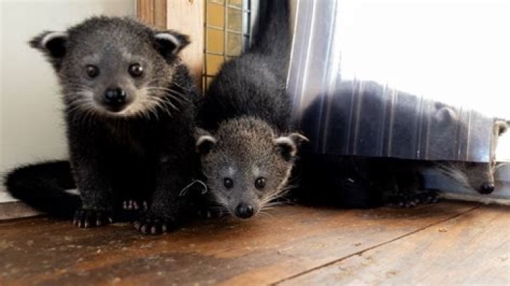 Naming Zoo Atlanta bearcats | 11alive.com