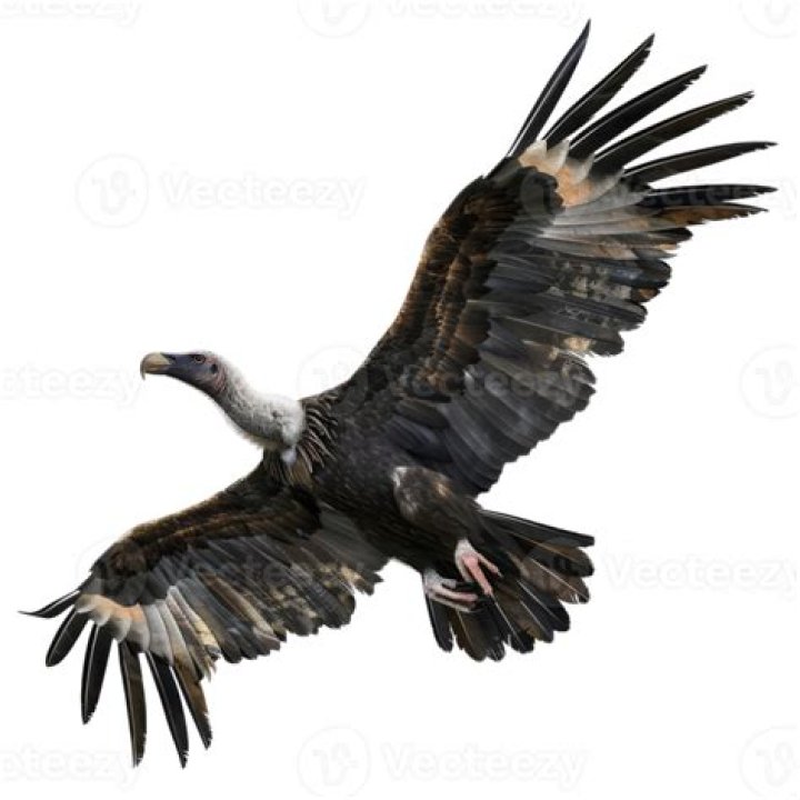 Non Apologies - Vulture