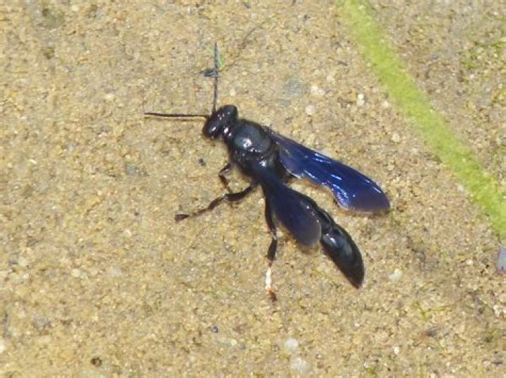 Organ Pipe Mud Dauber, Vol. 8, No. 22