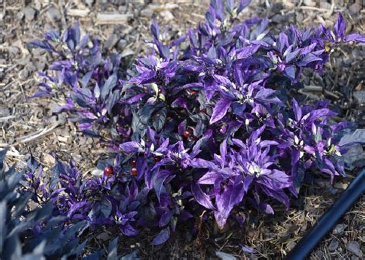 Ornamental Peppers | Mississippi State University Extension Service