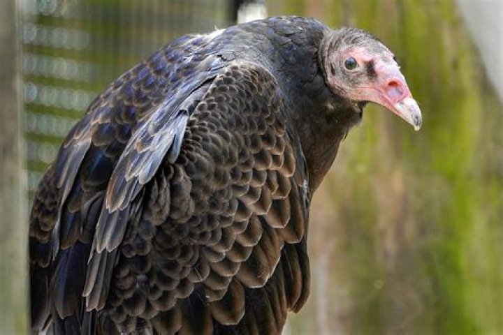 Peniplus - Vulture