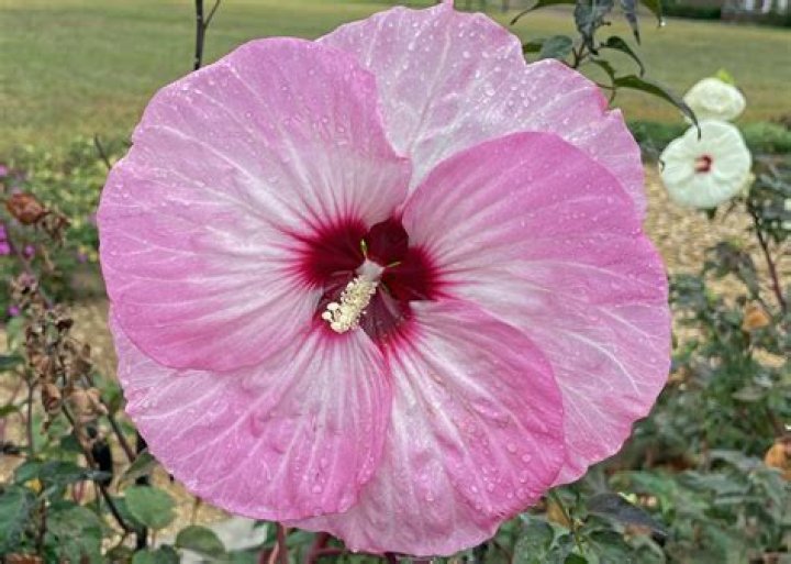 Perennial hardy hibiscus has big flowers, big impact