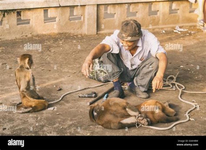 Performing monkeys attack trainer in China