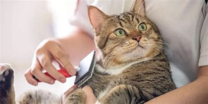 Persian Kitty: A Complete Guide To Caring For Your Cat Friends