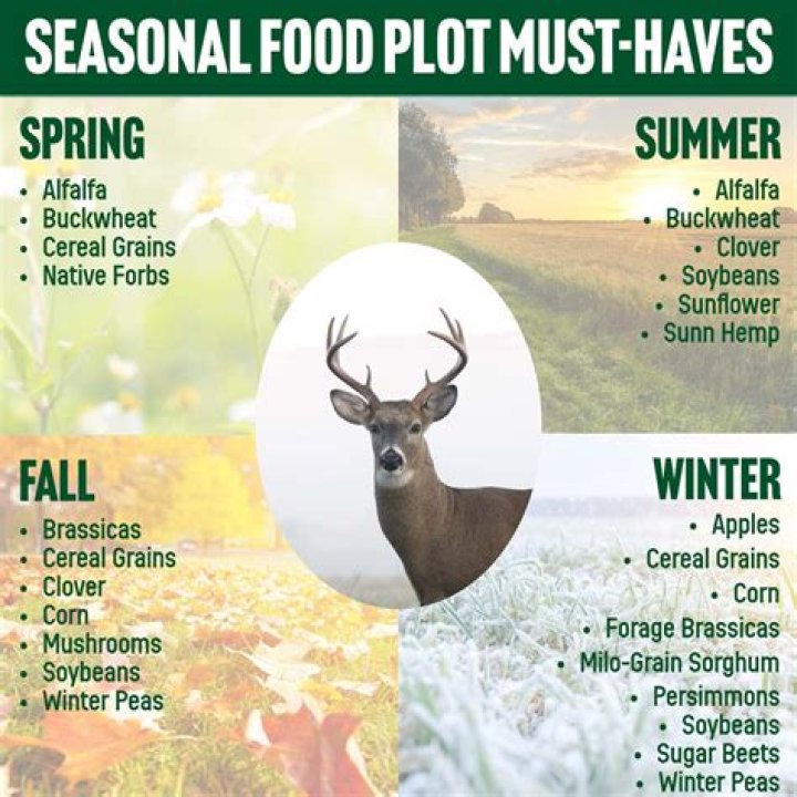 Plant Food Plots In Late Winter for Deer
