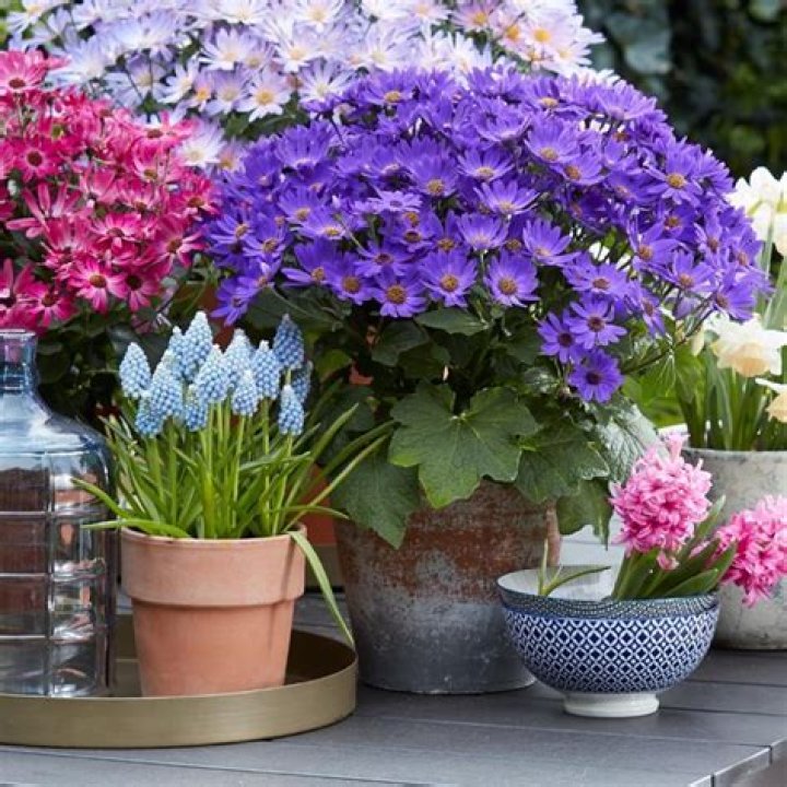 Plant Senetti pericallis for cool-weather blooms