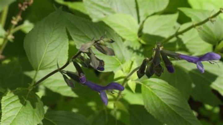 Plants with Purple | Mississippi State University Extension Service