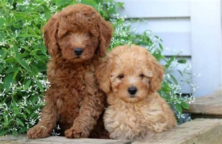 الـpoodle قطط لا تشبه مثيلاتها أتحب فروها المجعد؟ صور