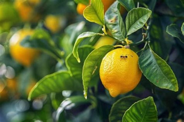 Pourquoi y A-t-il des fourmis sur mon citronnier ? Toutes les réponses à vos questions