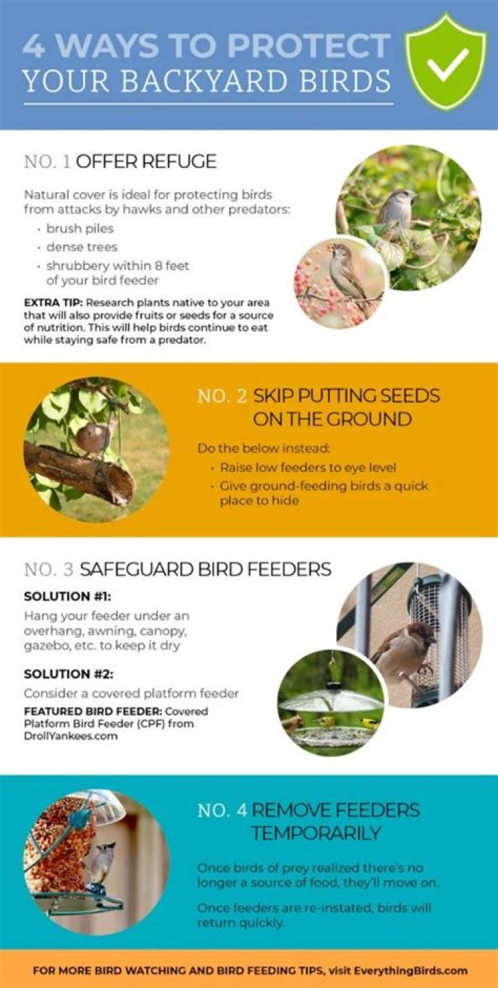 Protect Backyard Birds from Predators