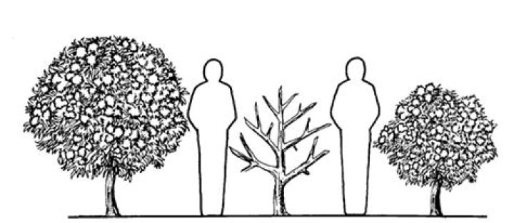 Pruning Landscape Plants | Mississippi State University Extension Service