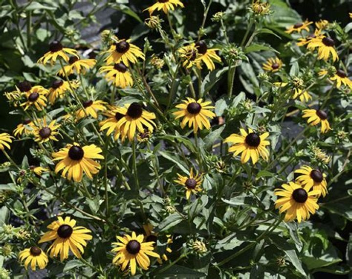 Rudbeckia for the Mississippi Gardener